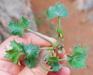 Eryngium tricuspidatum L. [4/7]