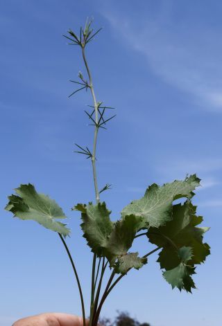 Eryngium tricuspidatum L. [5/7]