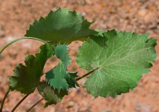 Eryngium tricuspidatum L. [6/7]