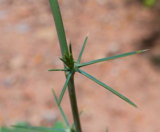 Eryngium tricuspidatum L. [7/7]