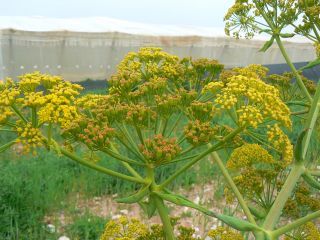 Ferula communis L. [7/10]