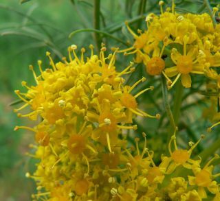 Ferula communis L. [8/10]
