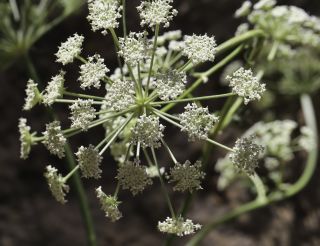 Libanotis pyrenaica subsp. atlantica (Maire) Dobignard [6/11]