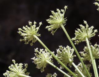 Libanotis pyrenaica subsp. atlantica (Maire) Dobignard [10/11]