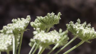 Libanotis pyrenaica subsp. atlantica (Maire) Dobignard [11/11]