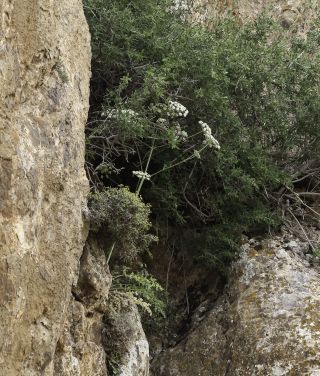 Libanotis pyrenaica subsp. atlanticum (Maire) Dobignard [2/11]