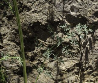 Libanotis pyrenaica subsp. atlanticum (Maire) Dobignard [4/11]