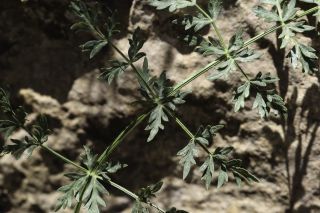 Libanotis pyrenaica subsp. atlanticum (Maire) Dobignard [5/11]