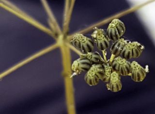 Petroselinum crispum subsp. giganteum (Pau) Dobignard [11/11]