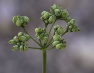 Pimpinella tragium subsp. lithophila (Schischkin) Tutin [4/10]
