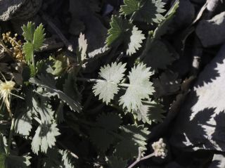 Pimpinella tragium subsp. lithophila (Schischkin) Tutin [6/10]