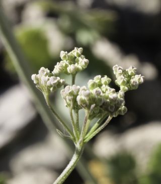 Pimpinella tragium subsp. lithophila (Schischkin) Tutin [8/10]