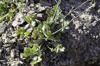 Pimpinella tragium subsp. lithophila (Schischkin) Tutin [10/10]