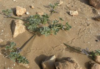 Sclerosciadium nodiflorum (Schousboe) Ball [3/13]