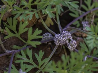 Sclerosciadium nodiflorum (Schousboe) Ball [12/13]
