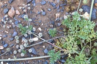 Sclerosciadium nodiflorum (Schousboe) Ball [14/15]