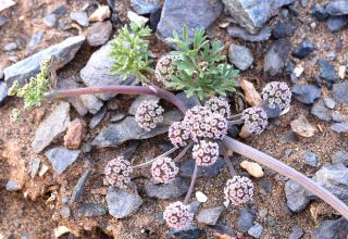 Sclerosciadium nodiflorum (Schousboe) Ball [15/15]