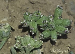 Seseli montanum subsp. nanum (Dufour) O. Bolòs & Vigo [8/9]