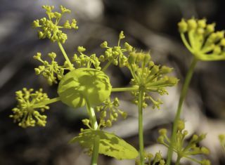 Smyrnium perfoliatum L. [6/7]