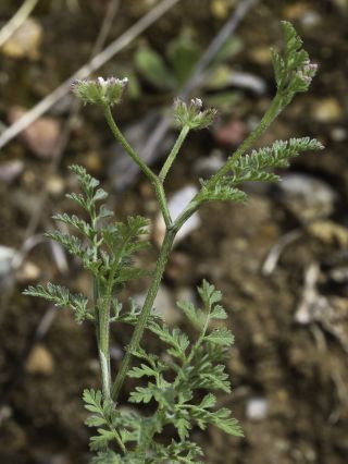 Torilis leptophylla (L.) Rchb. f. [5/6]