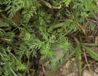 Torilis nodosa (L.) Gaertner subsp. nodosa [2/7]