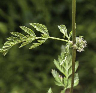 Torilis nodosa (L.) Gaertner subsp. nodosa [3/7]