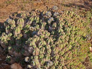 Apteranthes burchardii (N. E. Br.) Plowes subsp. maura (Maire) Meve & Liede [4/14]