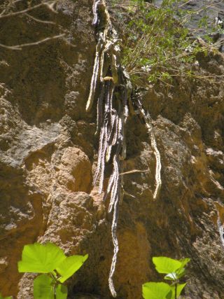 Apteranthes joannis (Maire) Plowes [1/12]