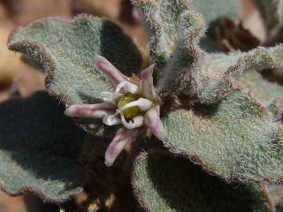 Glossonema boveanum (Decne.) Decne. [2/11]
