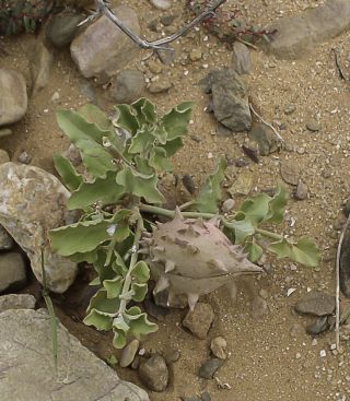 Glossonema boveanum (Decne.) Decne. [6/11]