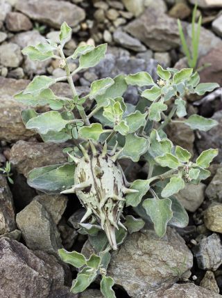 Glossonema boveanum (Decne.) Decne. [8/11]