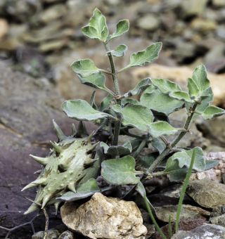 Glossonema boveanum (Decne.) Decne. [10/11]