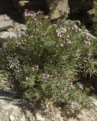 Nerium oleander L. [4/7]