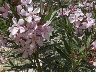 Nerium oleander L. [5/7]