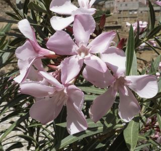 Nerium oleander L. [6/7]