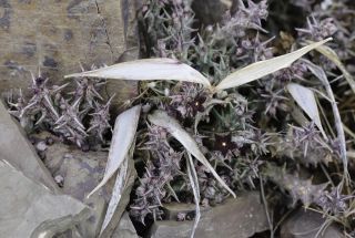 Orbea decaisneana var. hesperidum (Maire) Jonkers [14/15]
