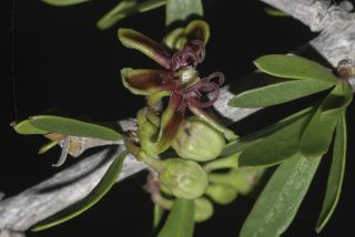 Periploca angustifolia Labill. [1/15]