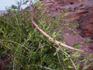 Periploca angustifolia Labill. [2/15]