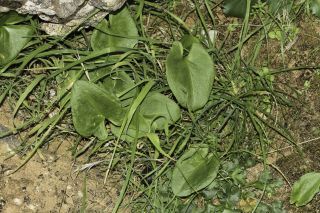 Arisarum simorrhinum Durieu [9/9]