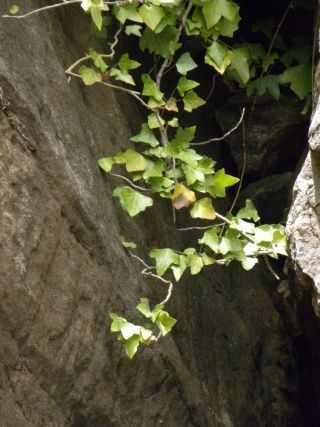 Hedera helix subsp. maroccana (McAll.) M. Fennane [8/15]