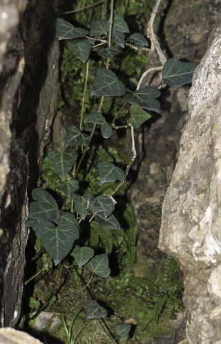 Hedera helix subsp. maroccana (McAll.) M. Fennane [12/15]