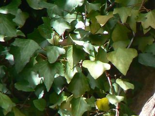 Hedera helix subsp. maroccana (McAll.) M. Fennane [11/15]