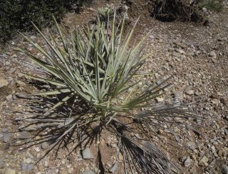 Chamaerops humilis L. [8/10]