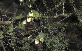 Aristolochia baetica L. [5/13]