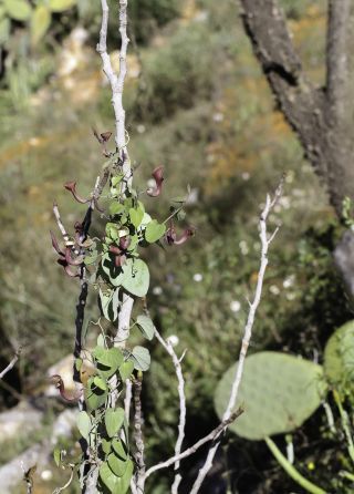Aristolochia baetica L. [9/13]