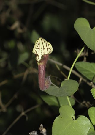 Aristolochia baetica L. [11/13]