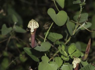 Aristolochia baetica L. [10/13]