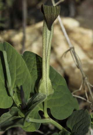 Aristolochia paucinervis Pomel [5/8]