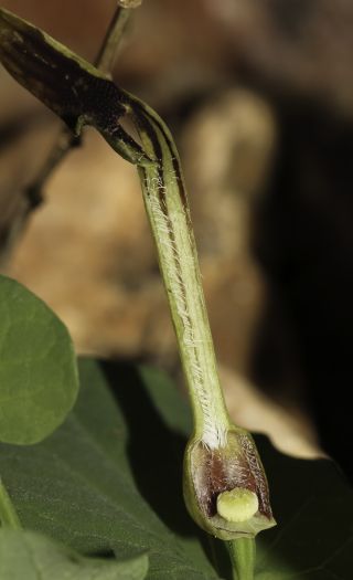 Aristolochia paucinervis Pomel [6/8]