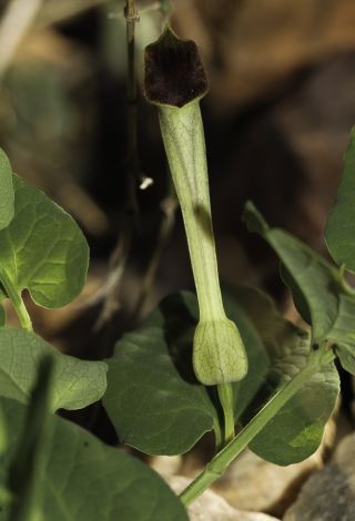 Aristolochia paucinervis Pomel [7/8]